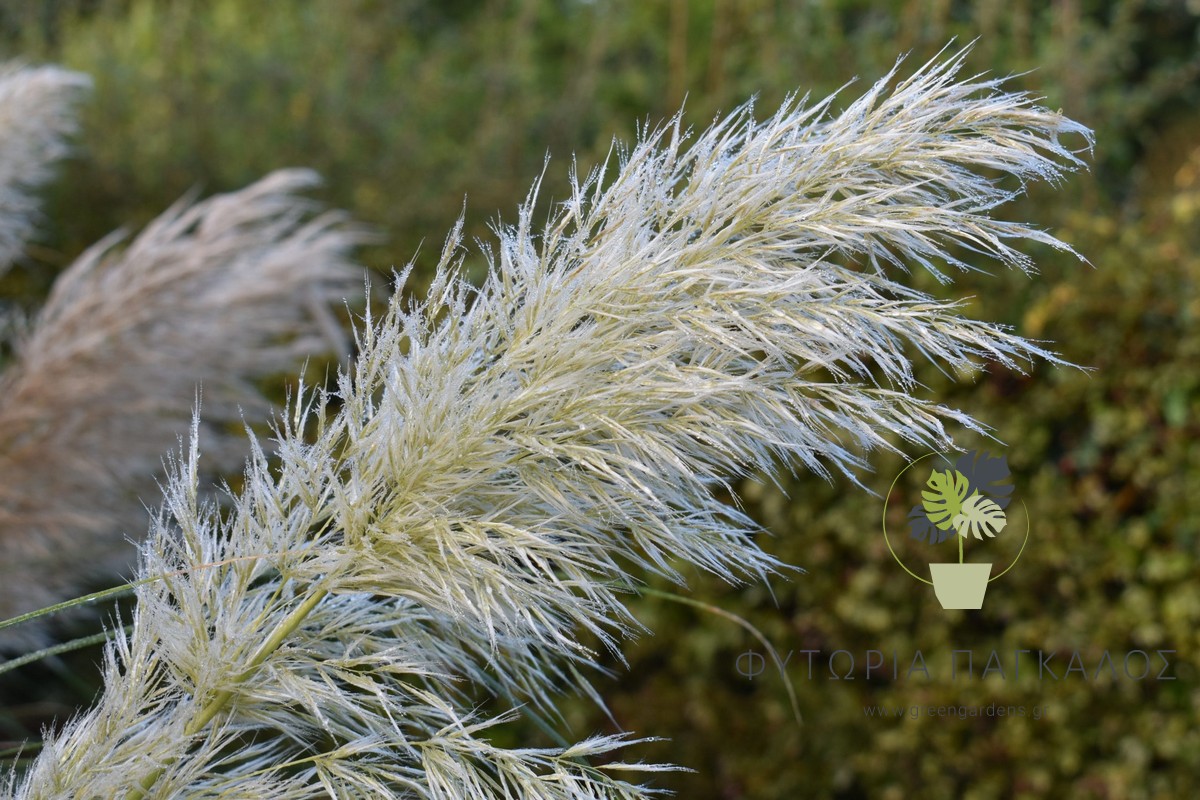 Γκυνερίο (Cortaderia selloana) – Διακοσμητικό Αγρωστώδες για Κήπο - 2